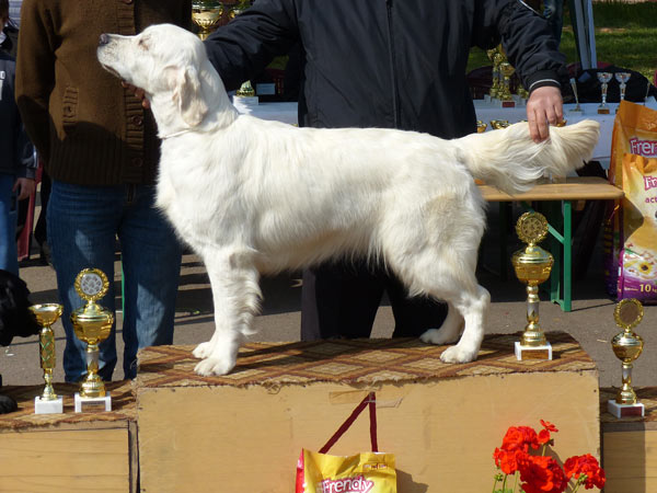 Golden von Schwarcz Esme -"Esme", golden retriever, champion at Kikinda 2014